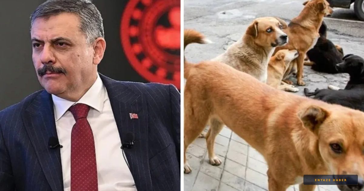 Bakan Çiftçi'den Sokak Hayvanları İçin Net Tarih: Sorun Yılbaşında Bitiyor